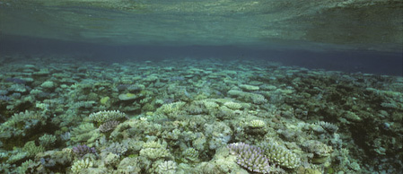 Colonie coralienne