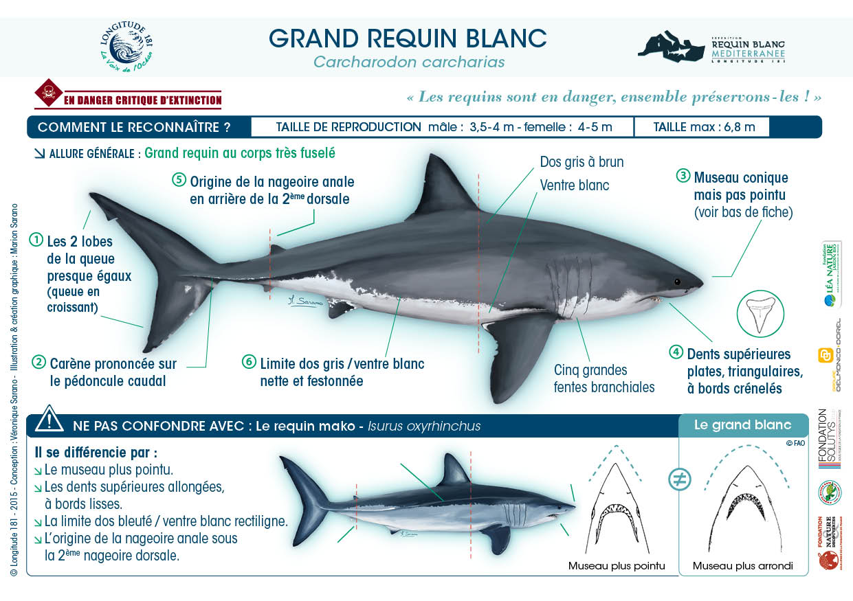 Taille Du Plus Grand Requin Blanc - Partager Taille Bonne - Requin Blanc Taille