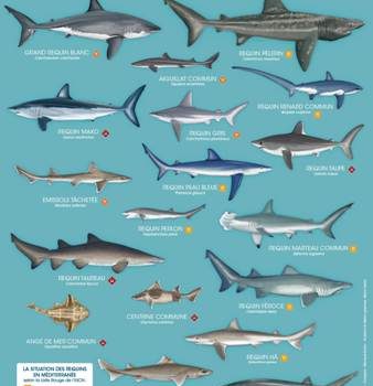 RequinMed PosterRequins A FR BD web