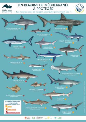RequinMed PosterRequins A FR BD web