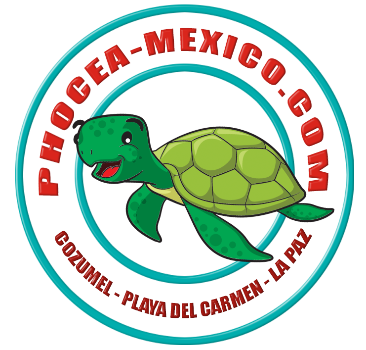phocea mexique logo